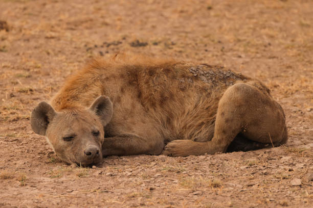 istock one single hyena relaxing on the ground 1939423029