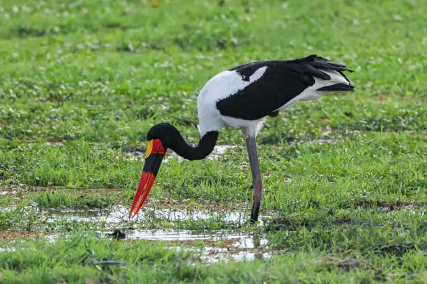 saddle-billed stork in the swamps of Amboseli NP