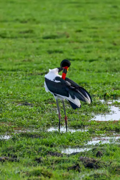 saddle-billed stork in the swamps of Amboseli NP