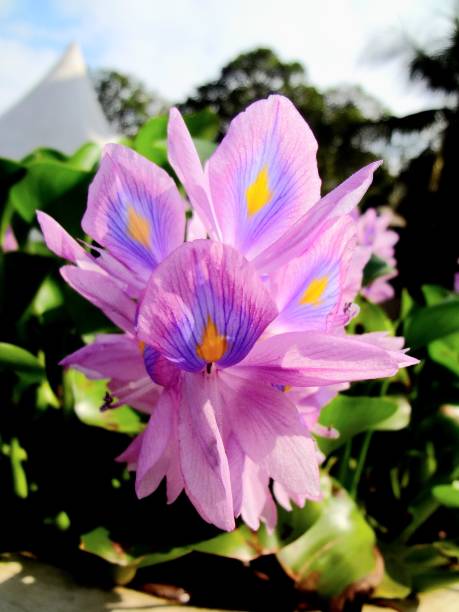 pontederia crassipes - water hyacinth water plant pond nobody imagens e fotografias de stock