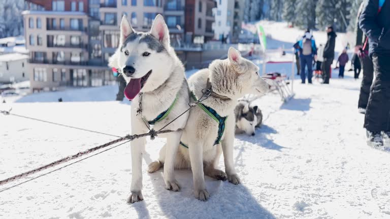 Preparing for dog sledding