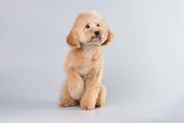 istock A poodle puppy sits and holds one paw up 1939434369