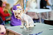 A Yorkshire Terrier dog on a grooming table after a haircut in the salon