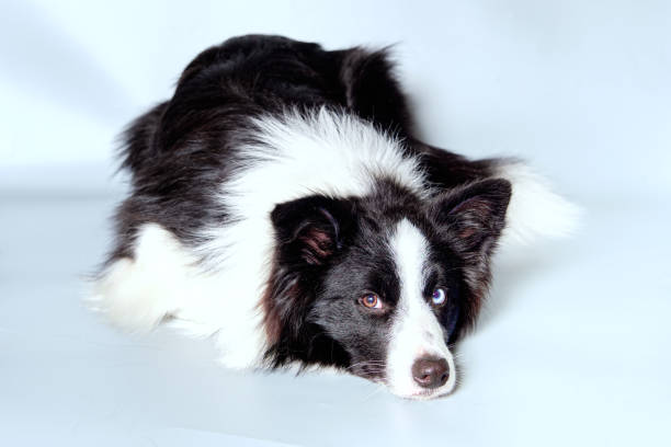 A border collie dog lies on a light background