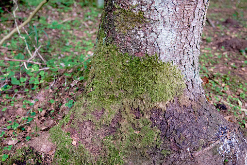 Moss on a tree in the forest growing on the side pointing north. THE CONCEPT OF ORIENTATION IN THE FOREST
