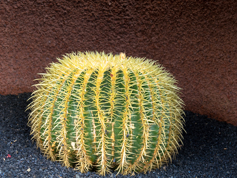 Close up view. Golden Barrel Cactus or Echinocactus grusonii. Seen in Jardin de Cactus, Lanzarote, Canary Islands, Spain