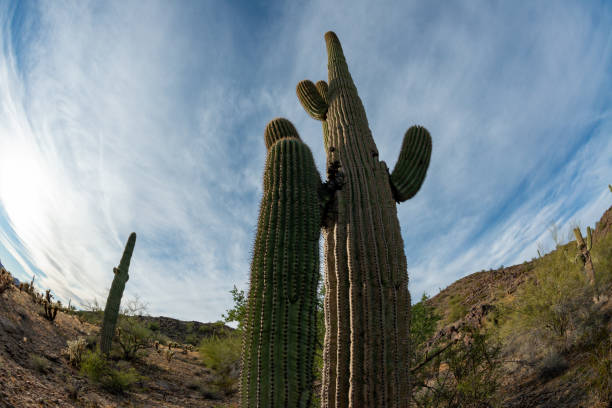 landscape of a stone desert, photo of a cactus with a fish eye lens, giant cactus saguaro cactus (carnegiea gigantea), arizona - lens barrel - fotografias e filmes do acervo