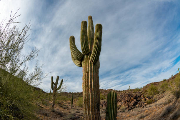 landscape of a stone desert, photo of a cactus with a fish eye lens, giant cactus saguaro cactus (carnegiea gigantea), arizona - lens barrel - fotografias e filmes do acervo