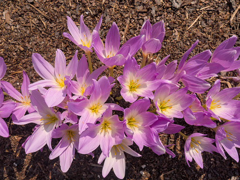 A cluster of purple crocuses with yellow stamens bloom in the soil, heralding the arrival of spring, shot from above