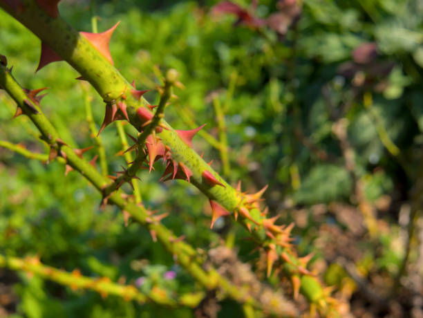Lemon tree growing in many sharp thorns that make the natural danger zone