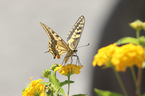 Giant Swallowtail Butterfly with blue background. In Arizona in the fall. Not captive, free flying.