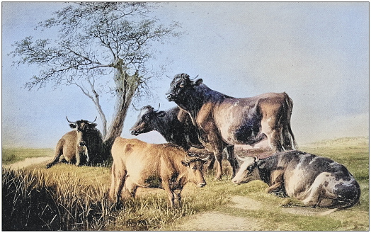 Antique dotprinted photo of paintings: Cattle