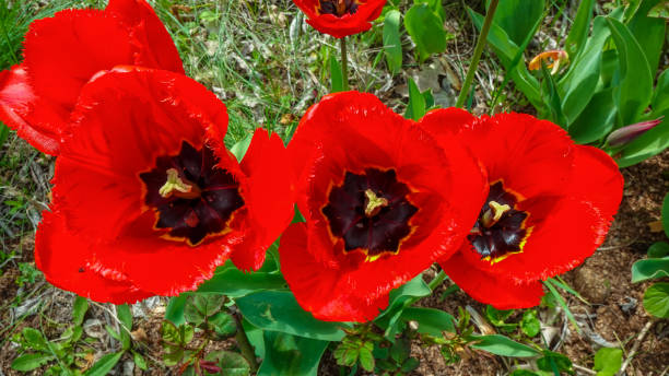 istock Tulips bloom in spring in the botanical garden, top down view 1939455566