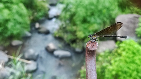 small black dragonfly on the rust metal metal stick of bride with river view as the background