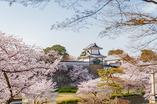満開の桜に包まれた金沢城石川門