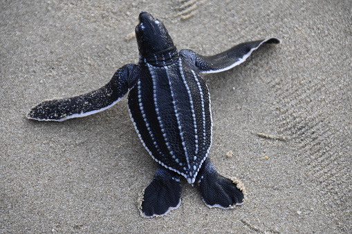 release of baby sea turtles on Lampuuk beach, Aceh