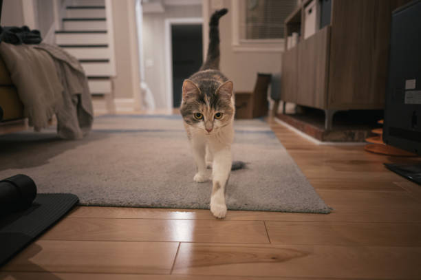 istock Dilute calico kitten walks towards the camera 1939476994