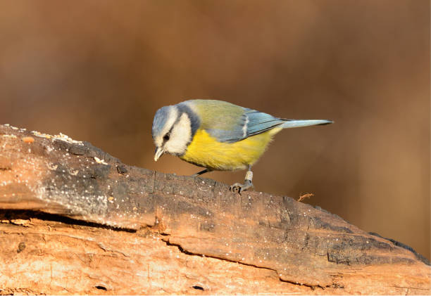 istock Blue tit. Cyanistes caeruleus 1939498826