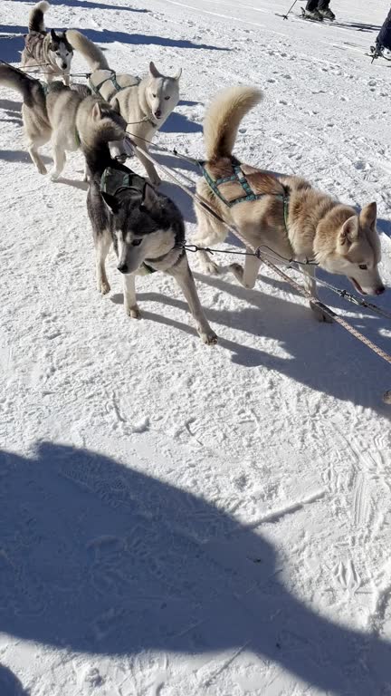 Preparing for dog sledding