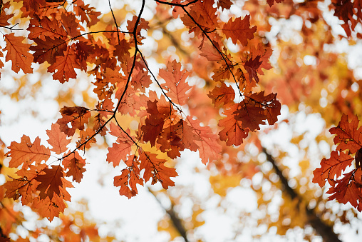 Autumn scenery - bright warm-colored foliage (selective focus photo).