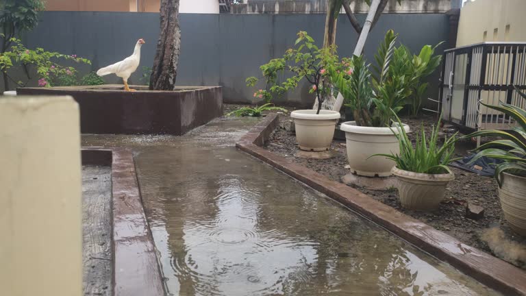 Several chickens were looking for food in rain