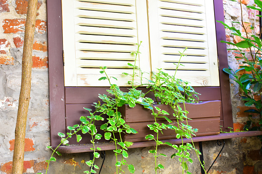 Old window in wooden frame and with closed shutters, with green plants around and an old brick wall. Part of the interior of an outdoor cafe. Torun, Poland, August 2023