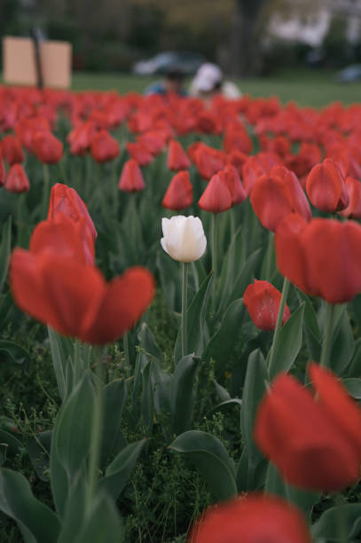 istock Single white tulip grows in a field of red tulips 1939501167