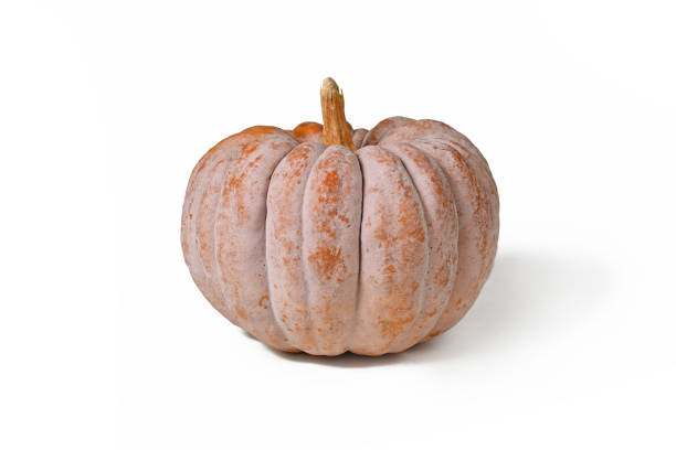 istock Mature ribbed 'Black Futsu' pumpkin squash 1939501274