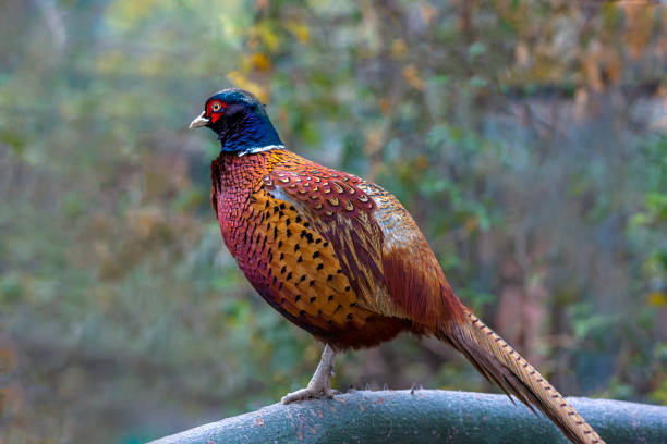 istock closeup of pheasant in blur background 1939501791