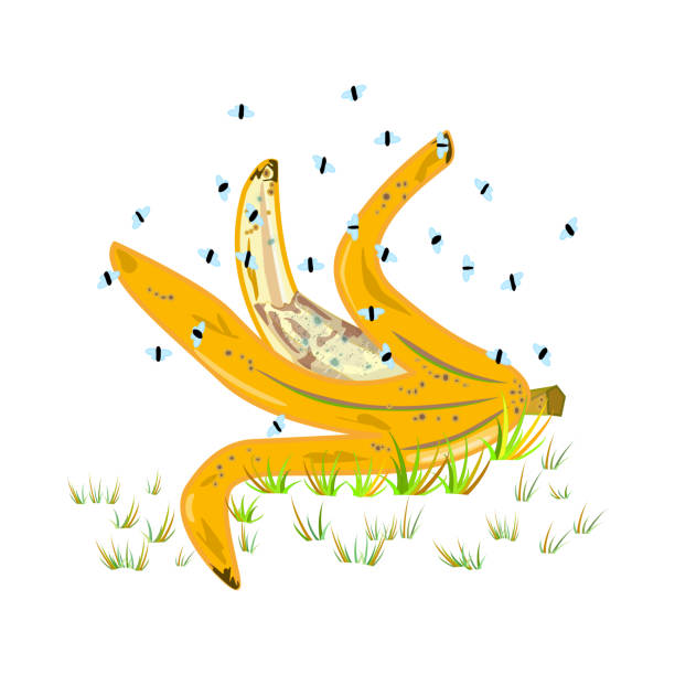 초파리와 바나나 껍질은 흰색 배경에 고립되어 있습니다. 초파리 멜라노가스터. 음식물 찌꺼기 주위에 벌레가 떼를 지어 다닙니다. - banana peeled banana peel white background stock illustrations