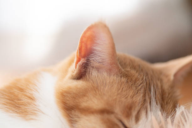 istock Photographing cat ears with a macro lens 1939502398