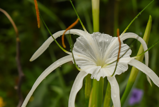 Delight in the delicate charm of a beach spider lily (Hymenocallis littoralis), its petals adorned with shimmering raindrops