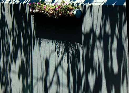 A view of grapevine shadows from the canopy and a view of rose moss plants in the DIY pot that is made of pipe.