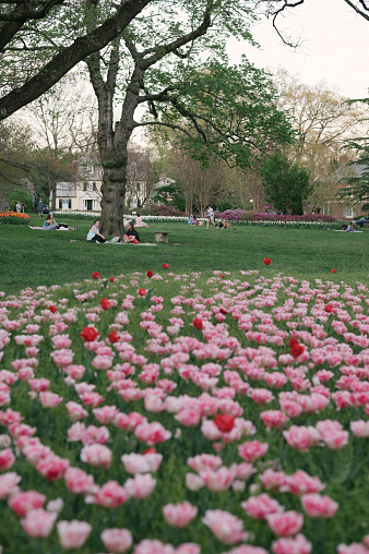 Many groups of diverse people picnic in a huge park filled with vibrant and colorful tulips. A woman is walking a dog, two woman are sitting in athletic wear talking on a picnic blanket. In the foreground is a field of pink and red tulips.