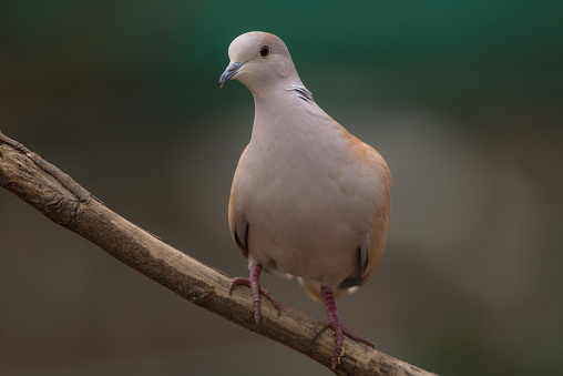 Wood pigeon on the banks of a stream