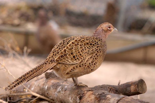 Pheasants are birds of several genera within the family Phasianidae in the order Galliformes