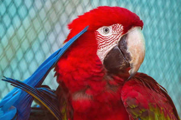 Red macaws in their natural tropical forest habitat