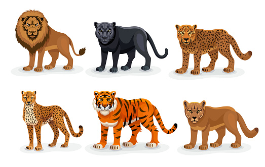 Majestic Big Cats. A cartoon illustration showcasing the lion, tiger, cheetah, leopard, puma, and black leopard.