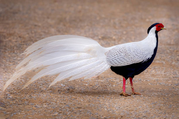 The silver pheasant is a species of pheasant found in forests, mainly in mountains, of mainland Southeast Asia and eastern and southern China.