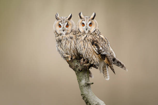 istock Two Long-eared owls resting looking at the camera sitting outdoors on a branch 1939545668