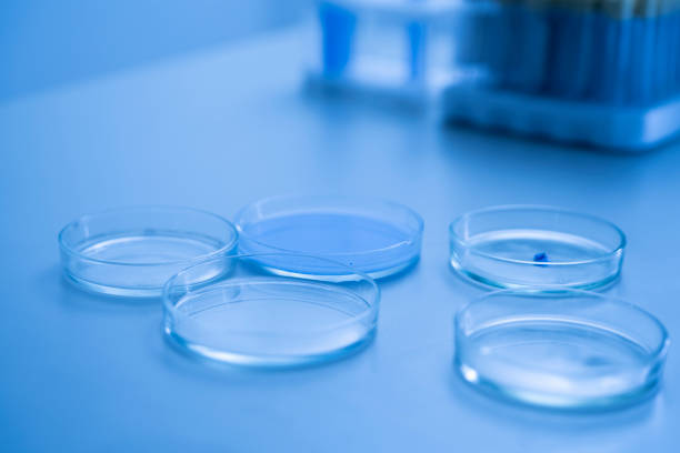 istock five petri dish (glass plates) with colorful liquid on the table in the laboratory 1939548976