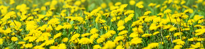 yellow dandelions on the green meadow