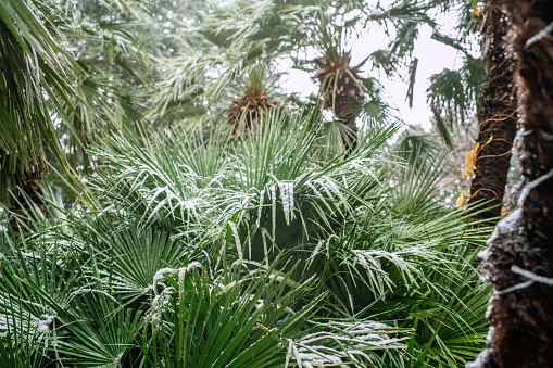 Palm trees under snowfall in unusual cold weather. Climate change and ecological problems concept.