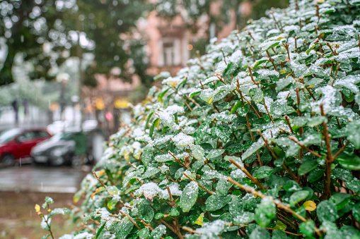 Bush and green leaves under snowfall in unusual cold weather in warm climate. Global climate change and ecological problems concept.