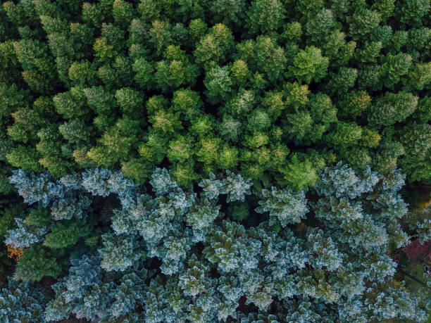 istock Firs seen from above, two colors meet 1939571569