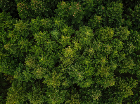 Aerial view on green pine forest.