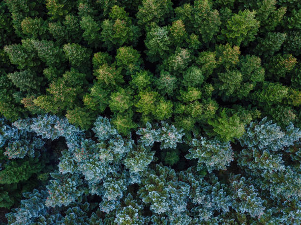 istock Firs seen from above, two colors meet 1939572133