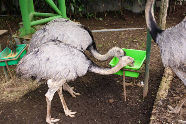 istock Group of young ostrich feeding 1939592341