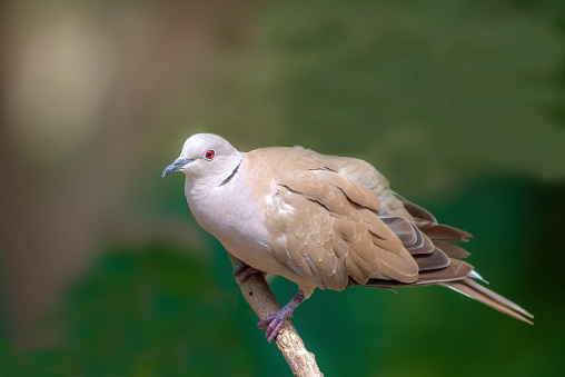 The Eurasian collared dove, collared dove or Turkish dove is a dove species native to Europe and Asia