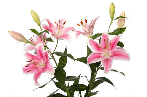 Arrangement of  flowering pink lily flowers isolated on a white background